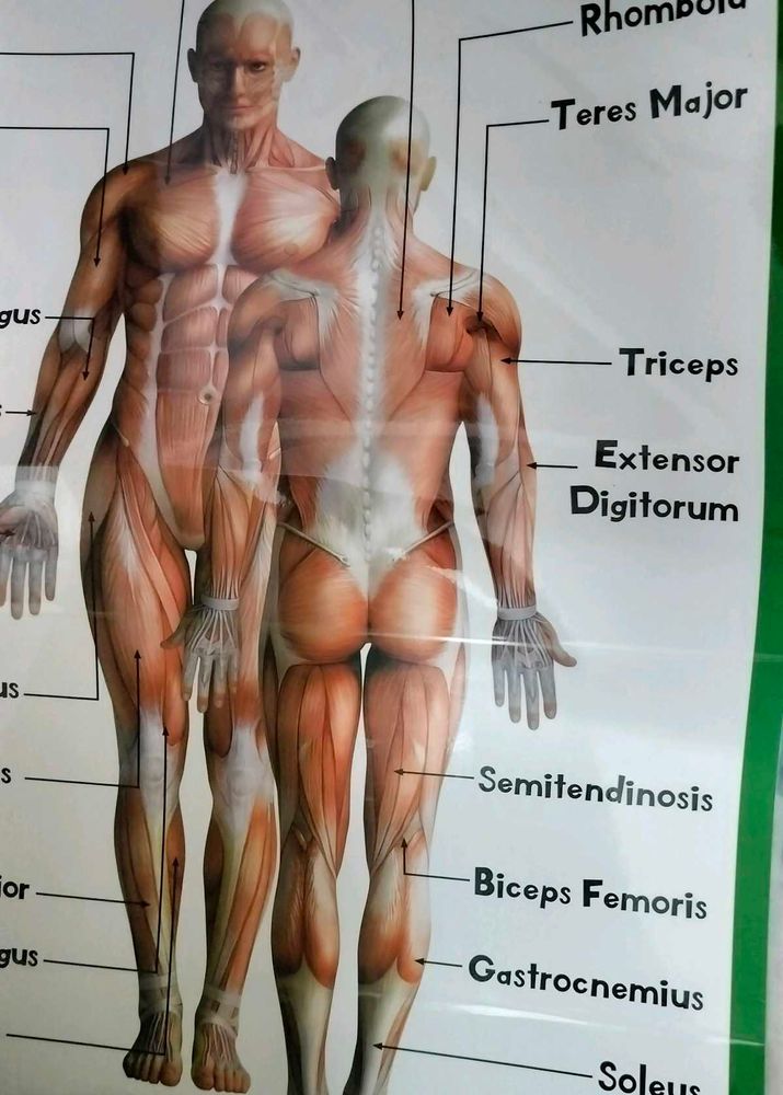 Muscular System - Human Body Charts