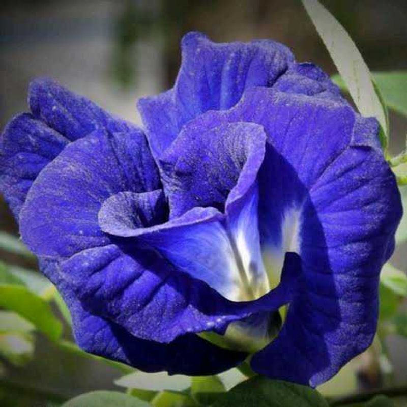 Multipeta lButterfly Pea Flower Seed
