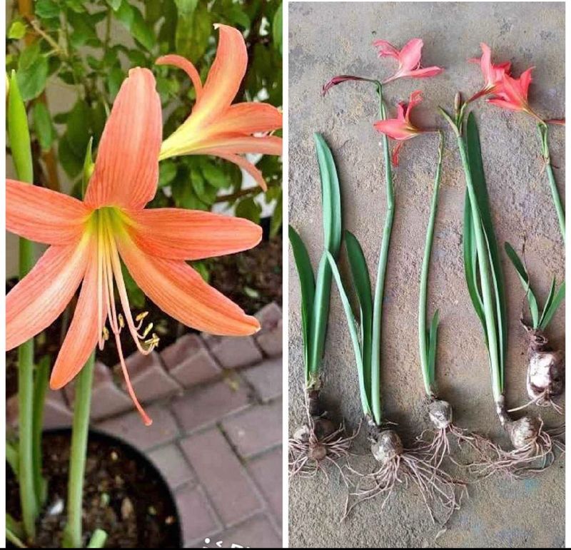 Amar lily 3 Plants with bulb