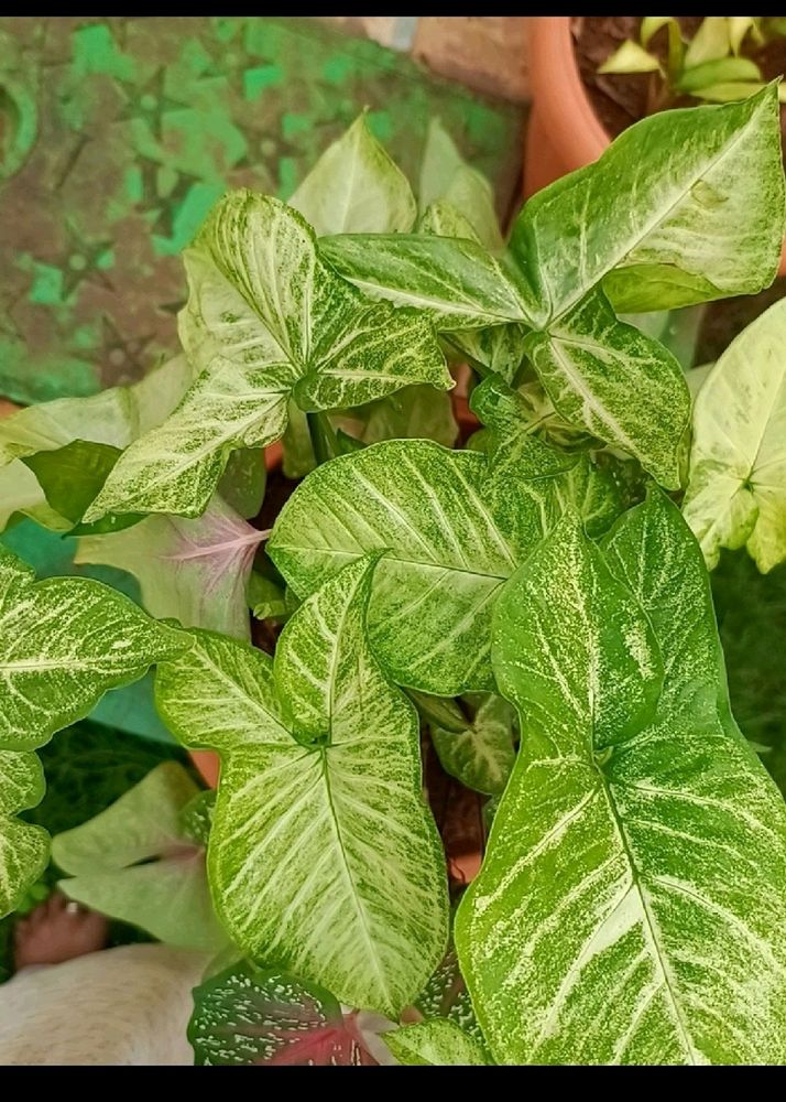 Combo Of 5 Plants