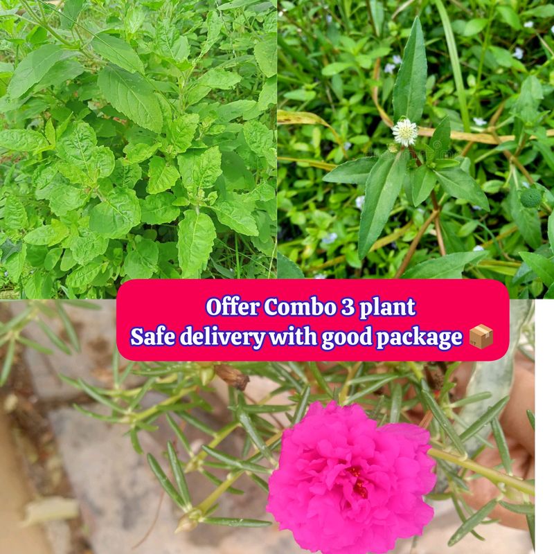 Tulsi Plant &amp; Seed Free+ Bhringraj Plan
