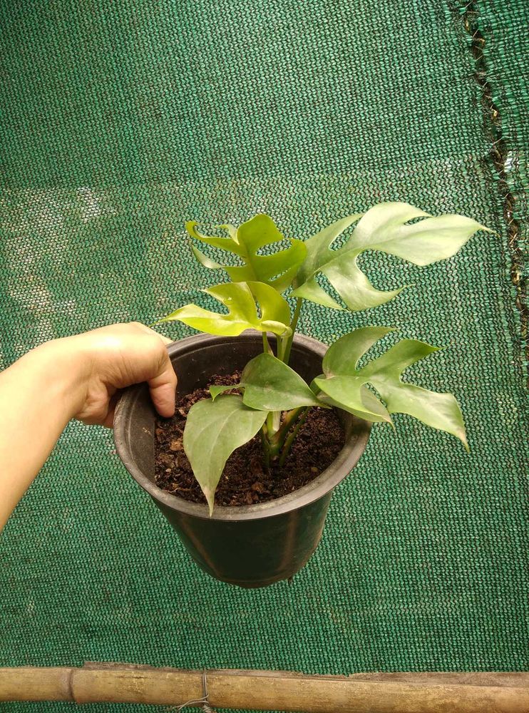 Monstera Deliciosa Plant