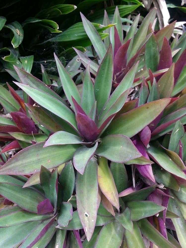 Tradescantia Spathacea Plant