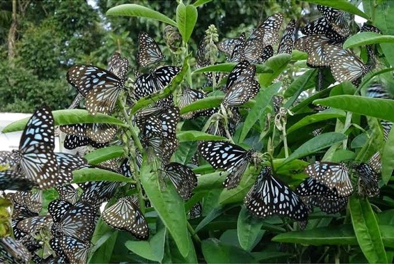 *E*  Crotalaria plant/Butterfly Attracting Plant