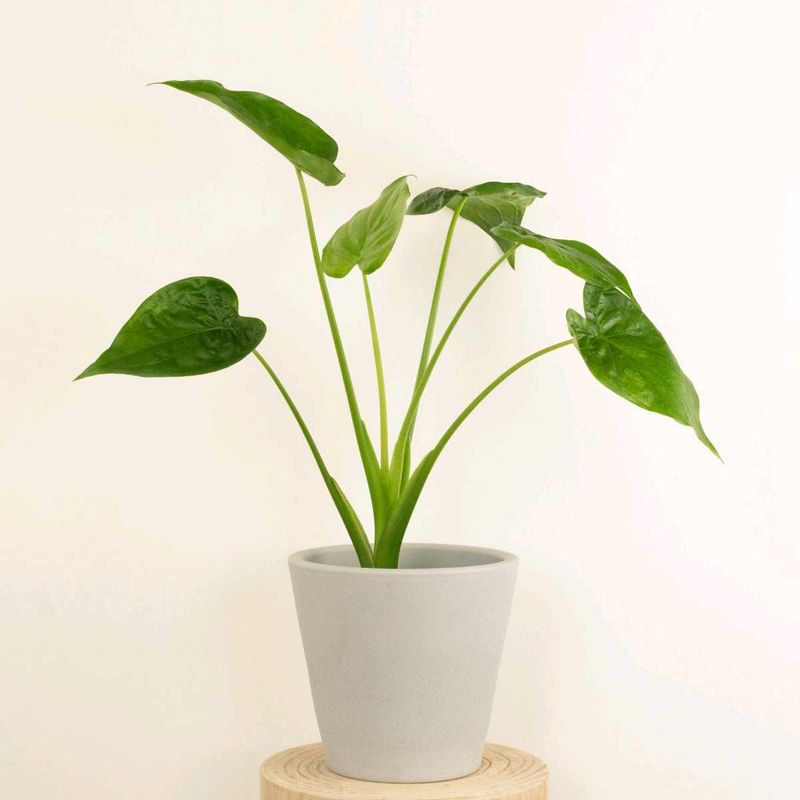 Elephant Ear Plant - Healthy &amp; Thriving!