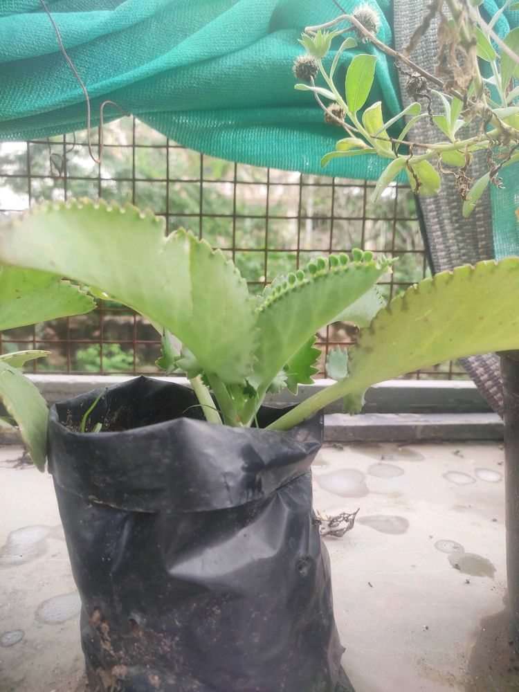 Awesome Mother Of Thousands