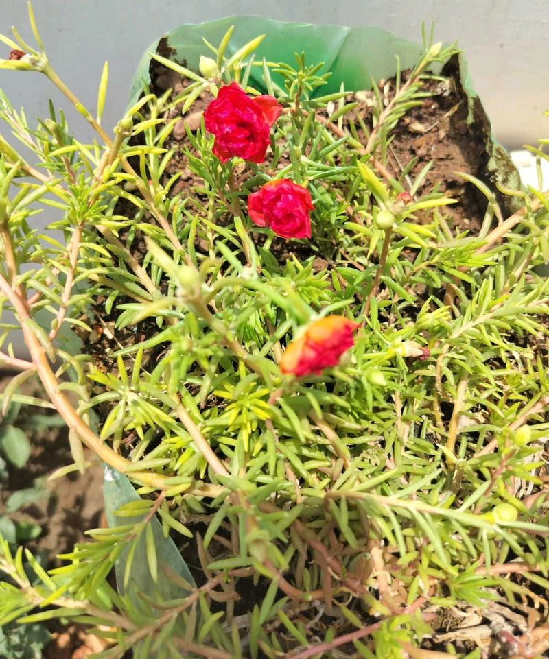 Portulaca