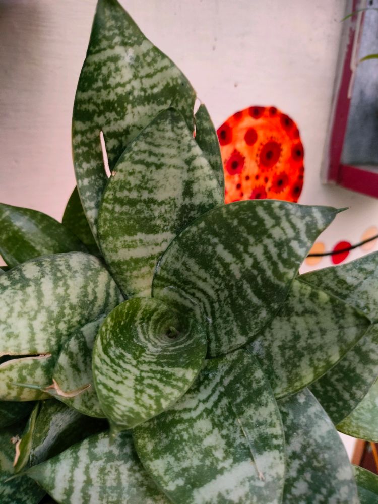 Snake plant - Air Purifier And Oxygen Enriching