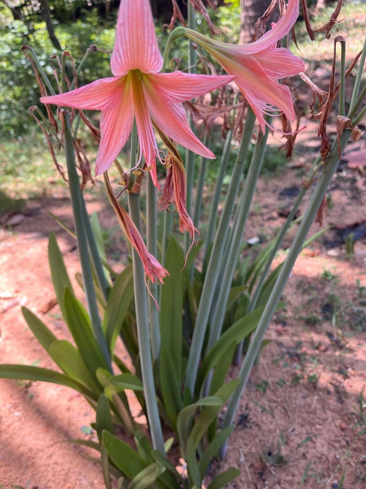 Barbados Lily Plants&amp; Bulb