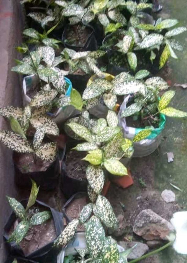 Plants ,5 Poly Combo Offer