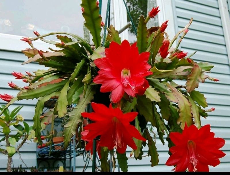 Brahma Kamal Red/Pink Colour Flower Live Plant
