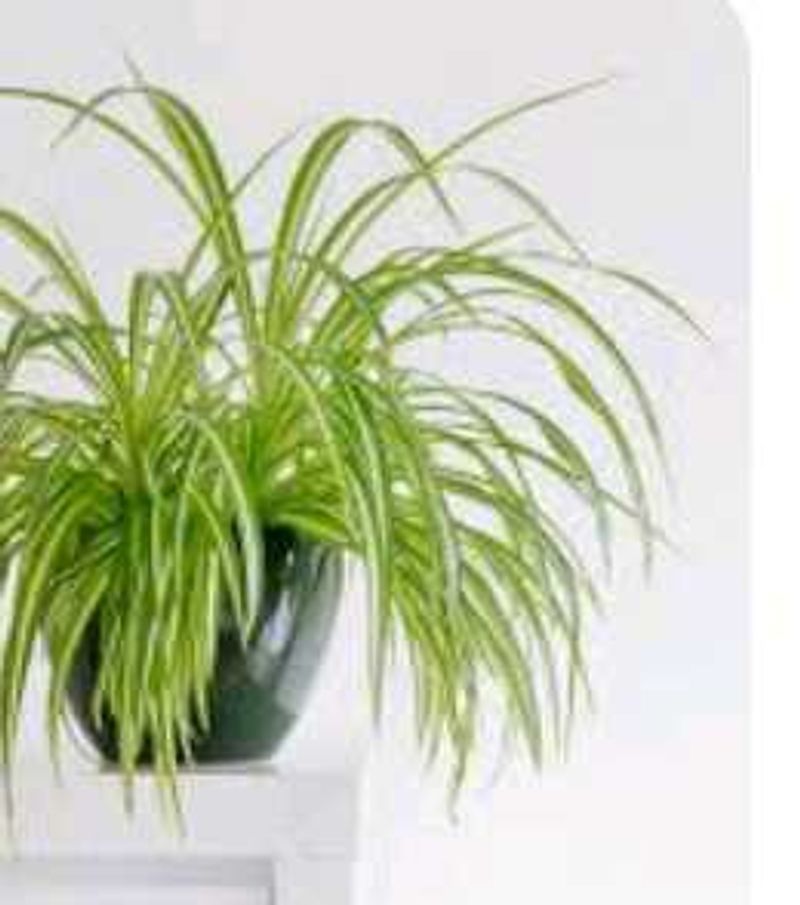 Plant And Seed