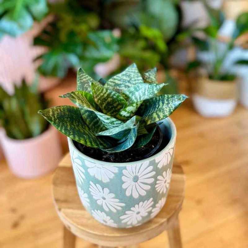 3 Sansevieria “Hahnii” Birds Nest Dwarf SnakePlant