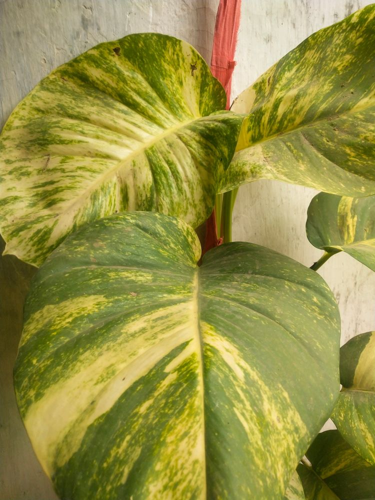 Big Size Leaf Money Plant Cutting