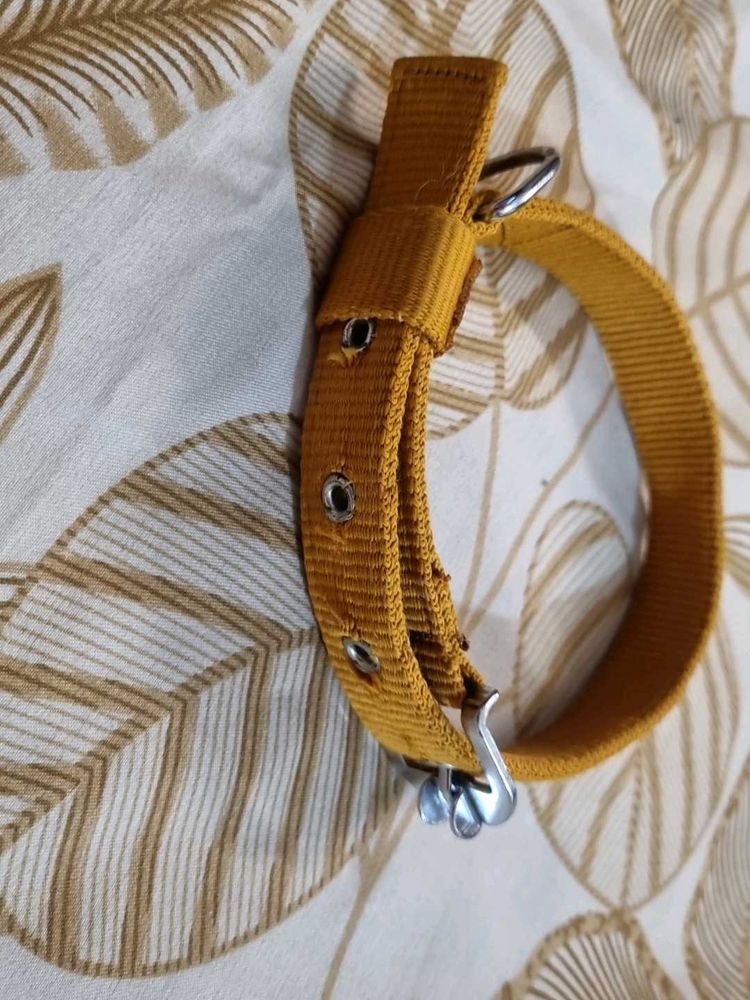 Pet Collar
