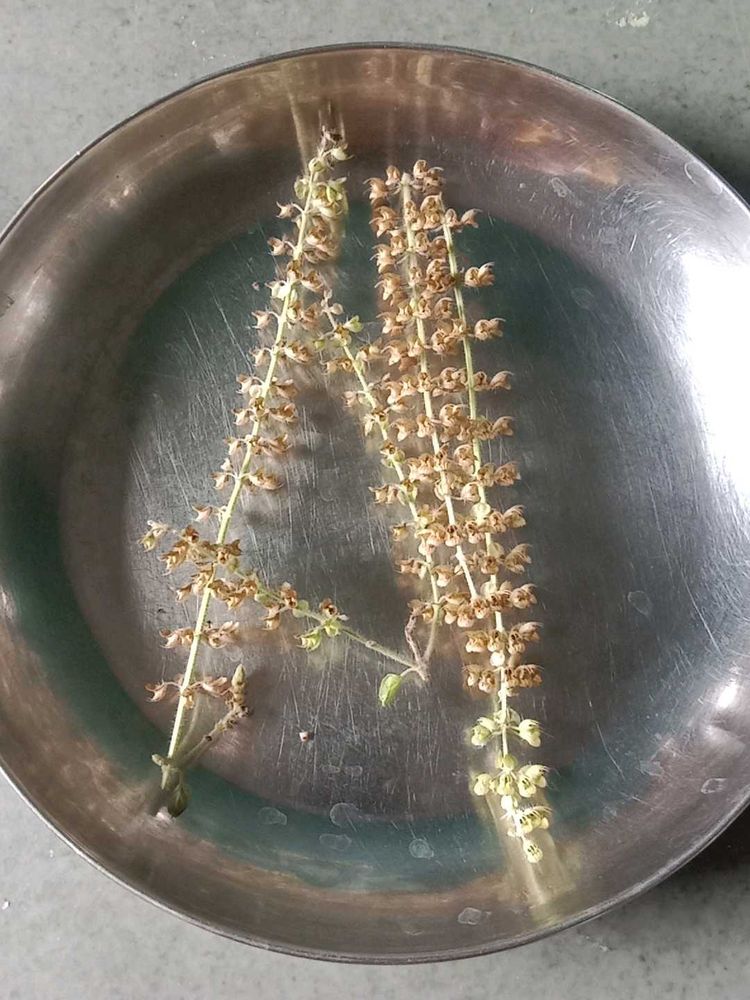 Holy Basil (Tulsi) Seeds