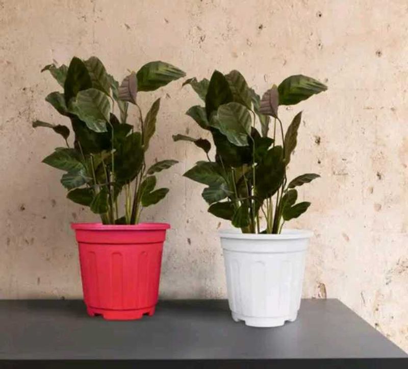 Calathea Plants in Colorful Pots
