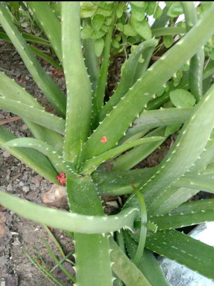 Big Aloevera Plant