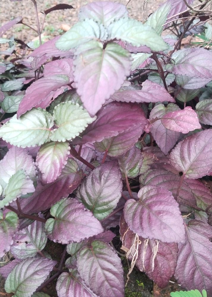 Red Flame IVy Plant | Murikootty | Hemigraphis