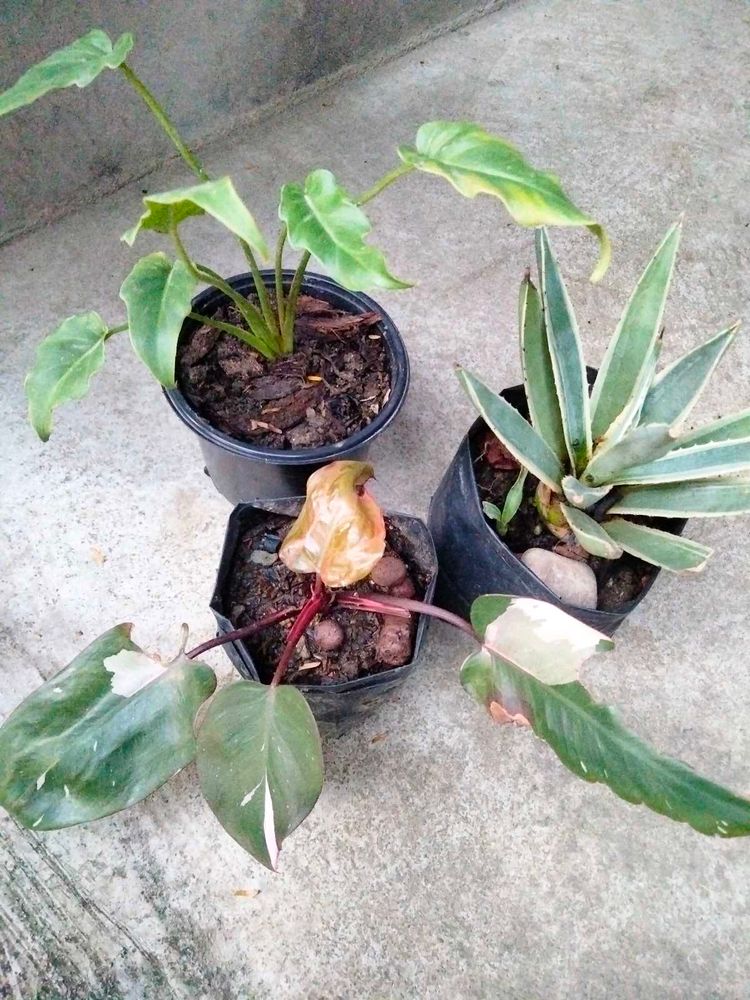 Collection Of 3 Plants Combo