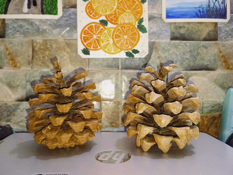 Natural Pine Cones New ( Fresh )Set Of 2-3