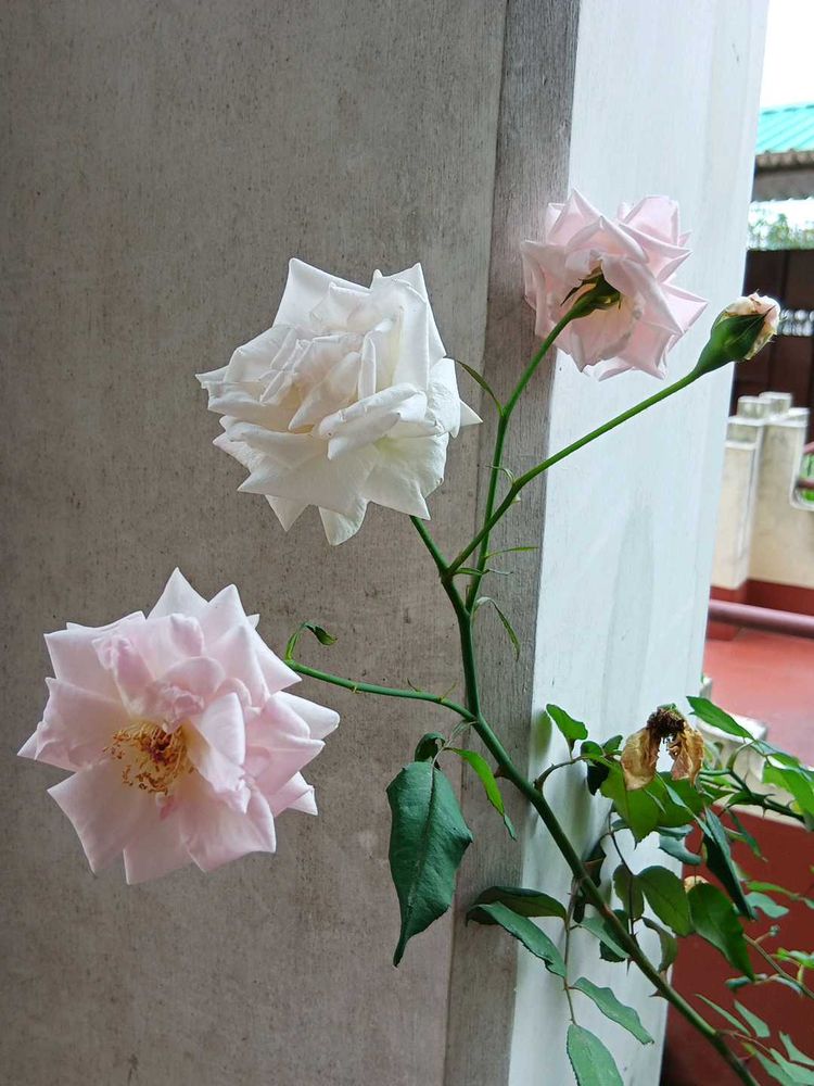 Rose Saplings