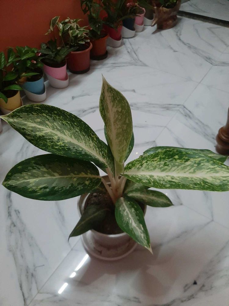 Live Plant Dieffenbachia (Dumb Cane)