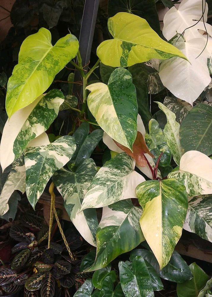 Variegated Philodendron strawberry shake Plant