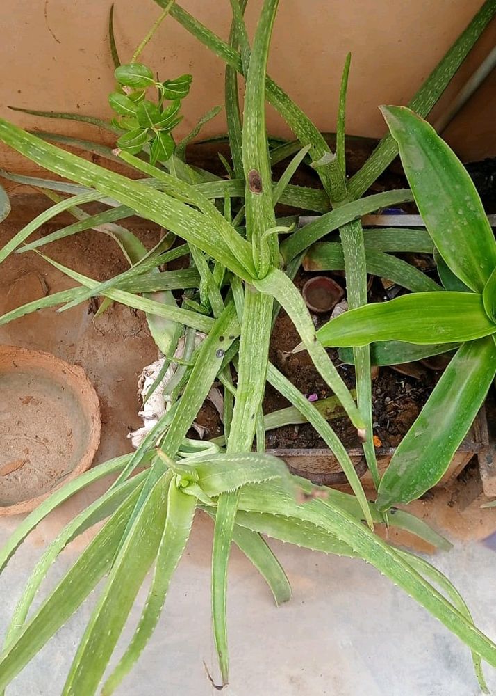 Single Alovera Plant