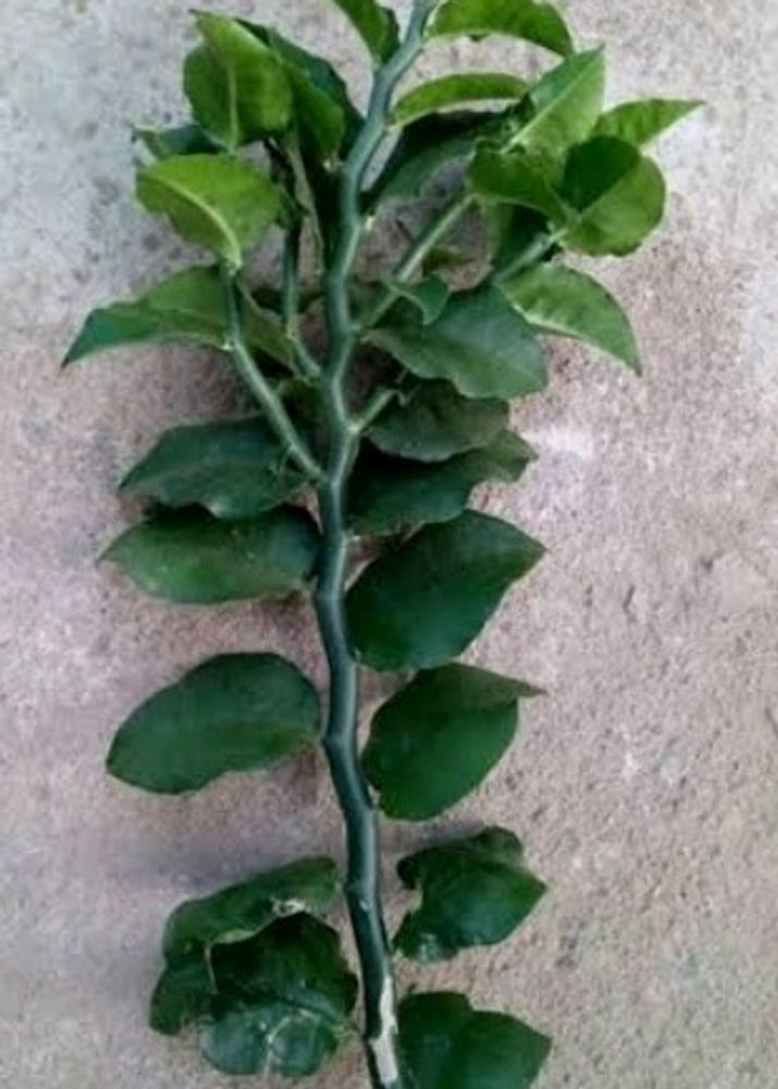 Naag Don Plant Cuttings