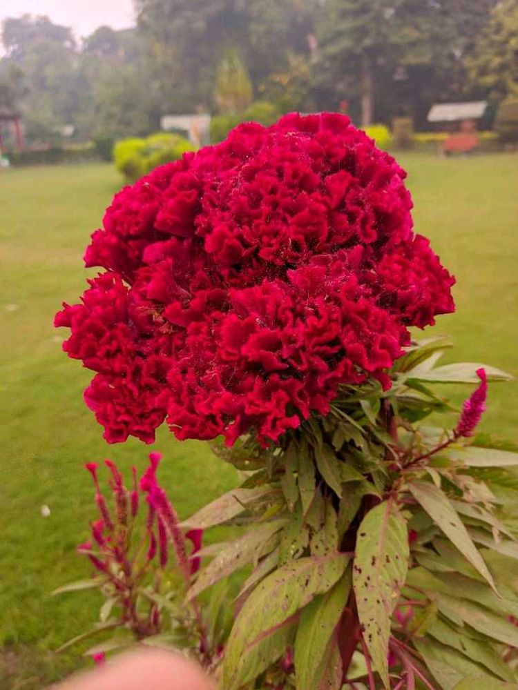 Cypress &amp; cockscomb flower plant and seeds