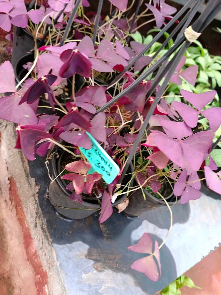 Oxalis Triangular Plant