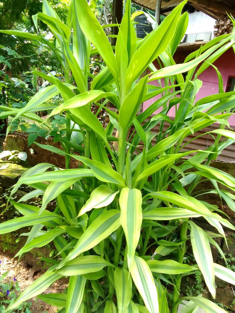 Lucky Bamboo