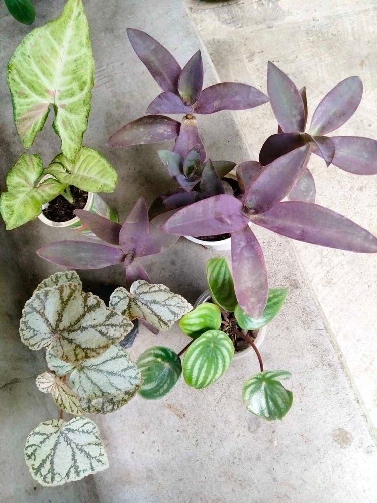 Assorted Plants Combo