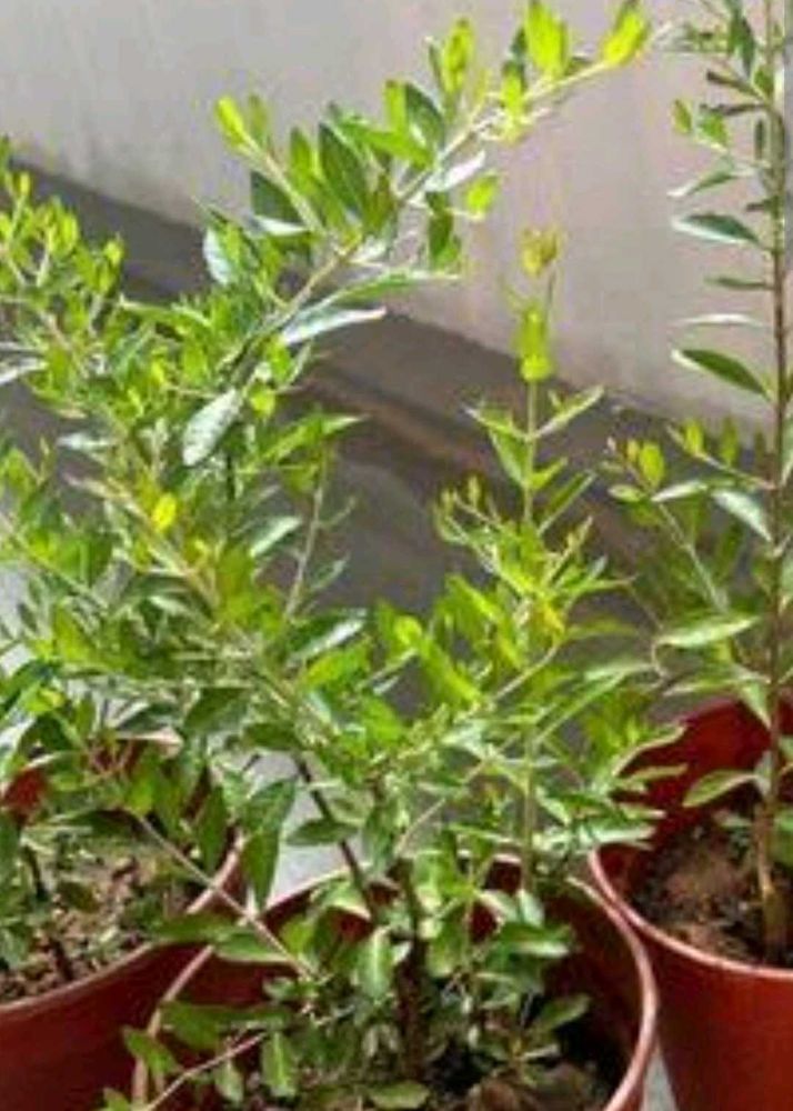 Mehandi Plant Seeds