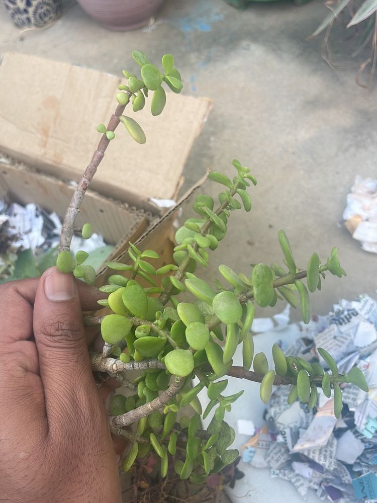 2 Jade Plant 2 Spider Plant Money Plant Snake Plant Combo