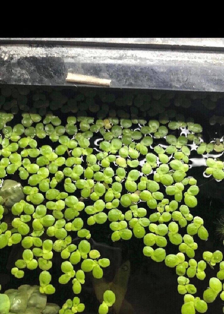 Duck Weed Aquarium Live Floating Plant
