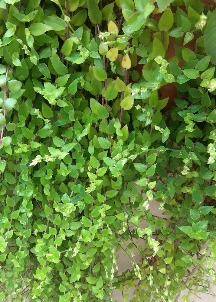 3 Plant Cutting Combo