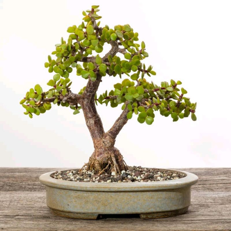 Jade Plant