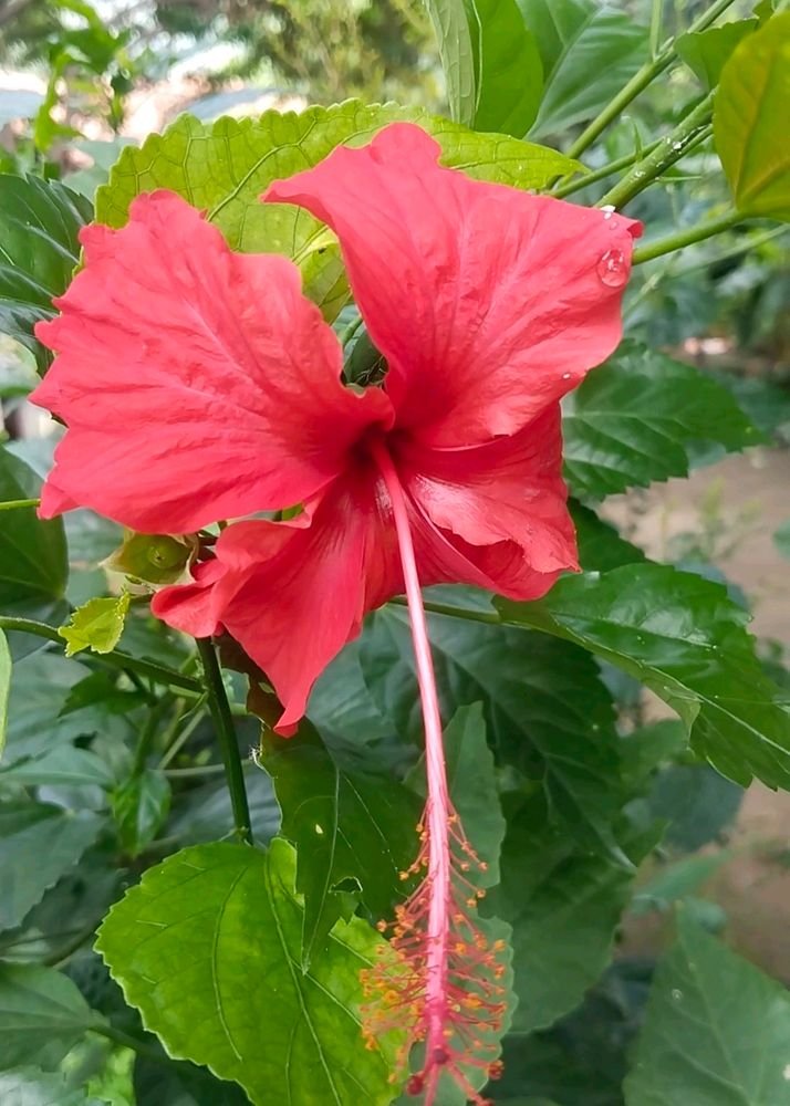Red Hibiscus Flowers Plant Cutting ( 4 Piece)