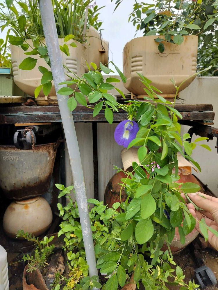 Blue Aprajita Plant