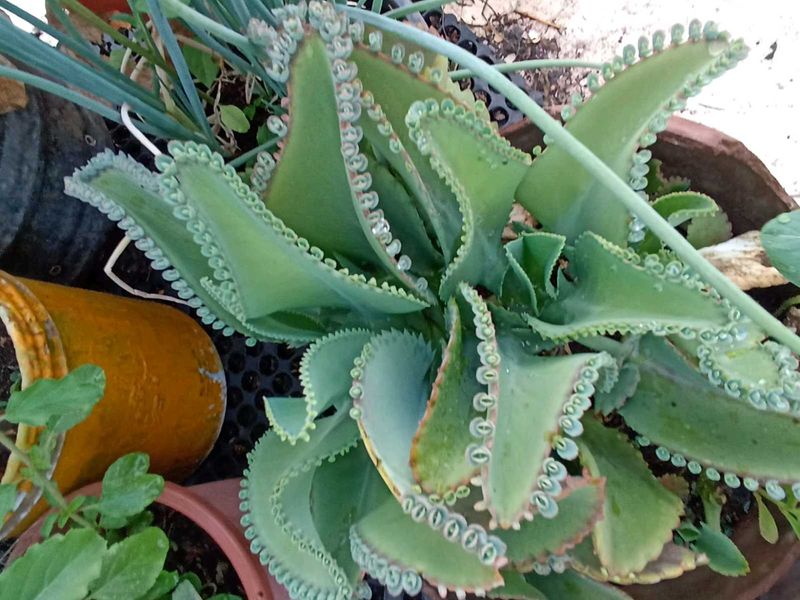 Combo Of 5 Plants
