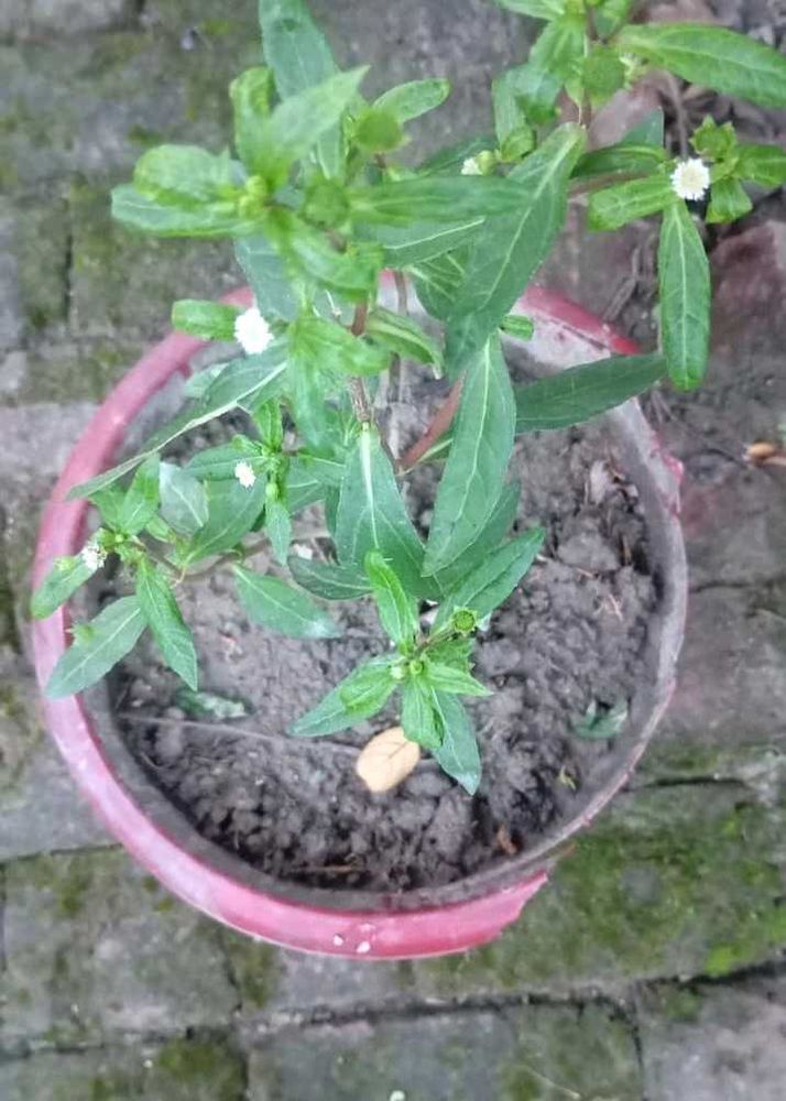 White Bhringraj plant Without pot