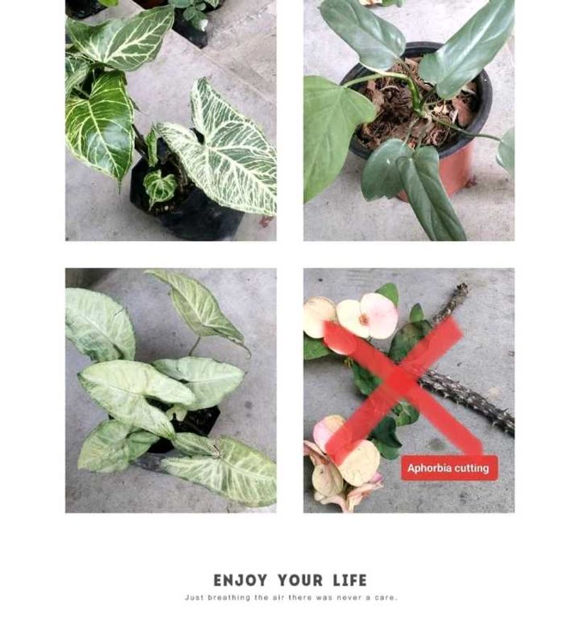 Green Leaves Combo Offer