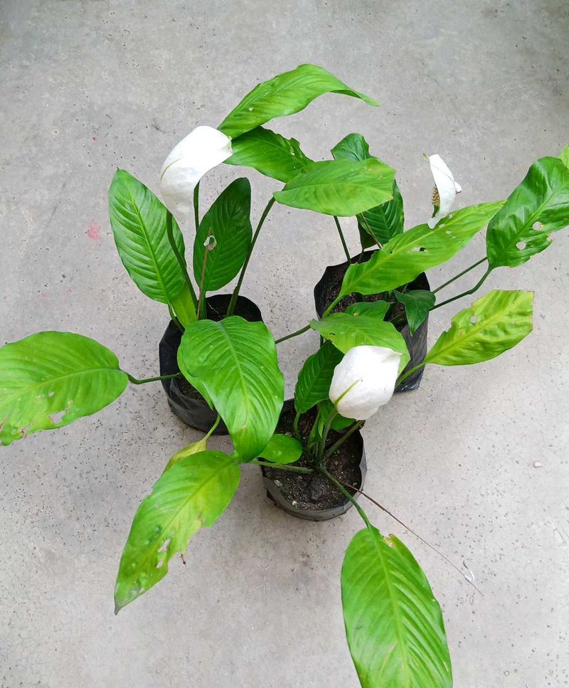 Three Peace Lily With Flowers