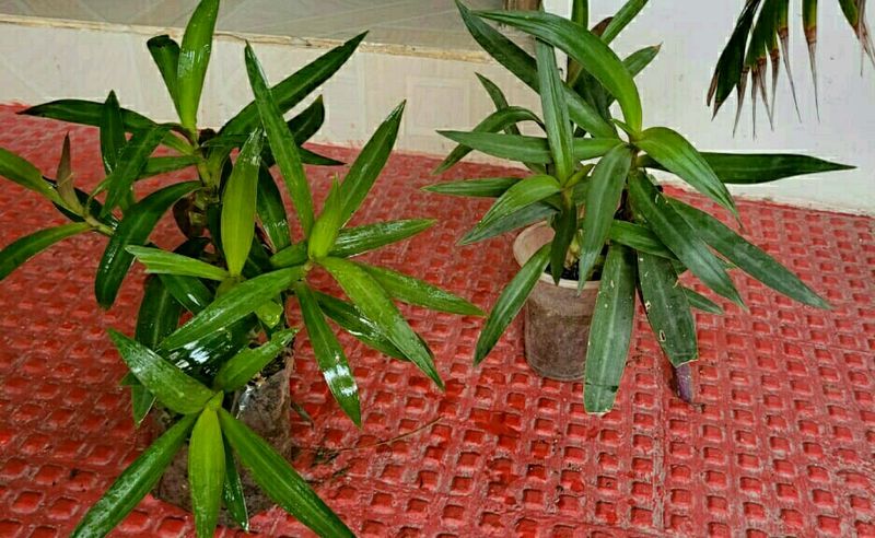 Pack 2 Moses In Cradle Plants &amp; Pot