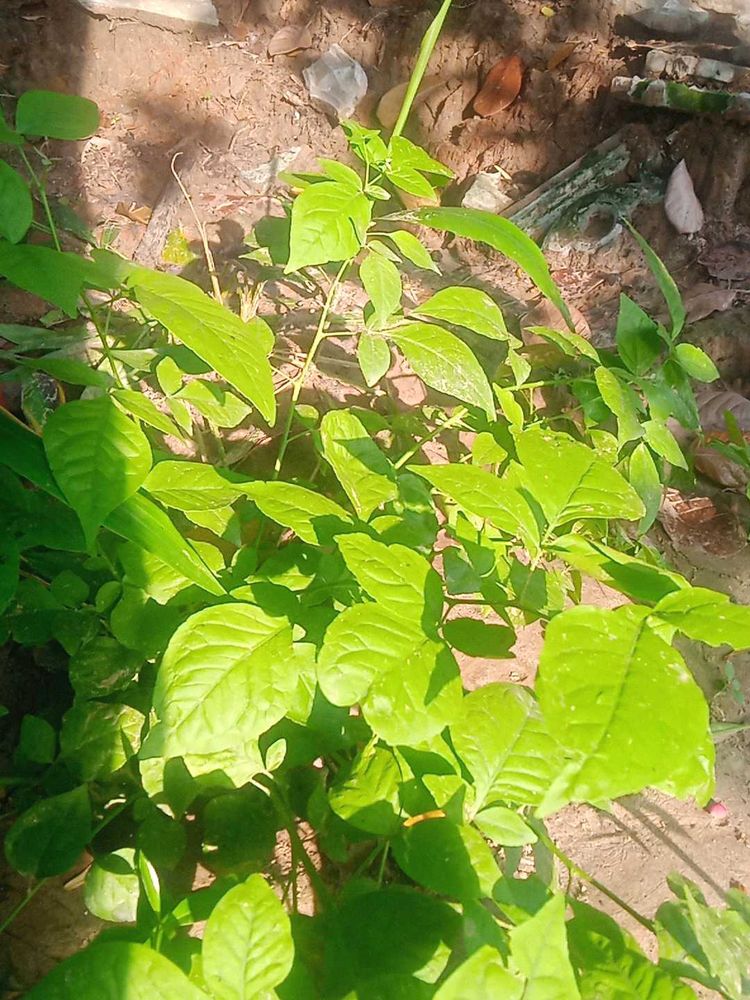 Plants Combo