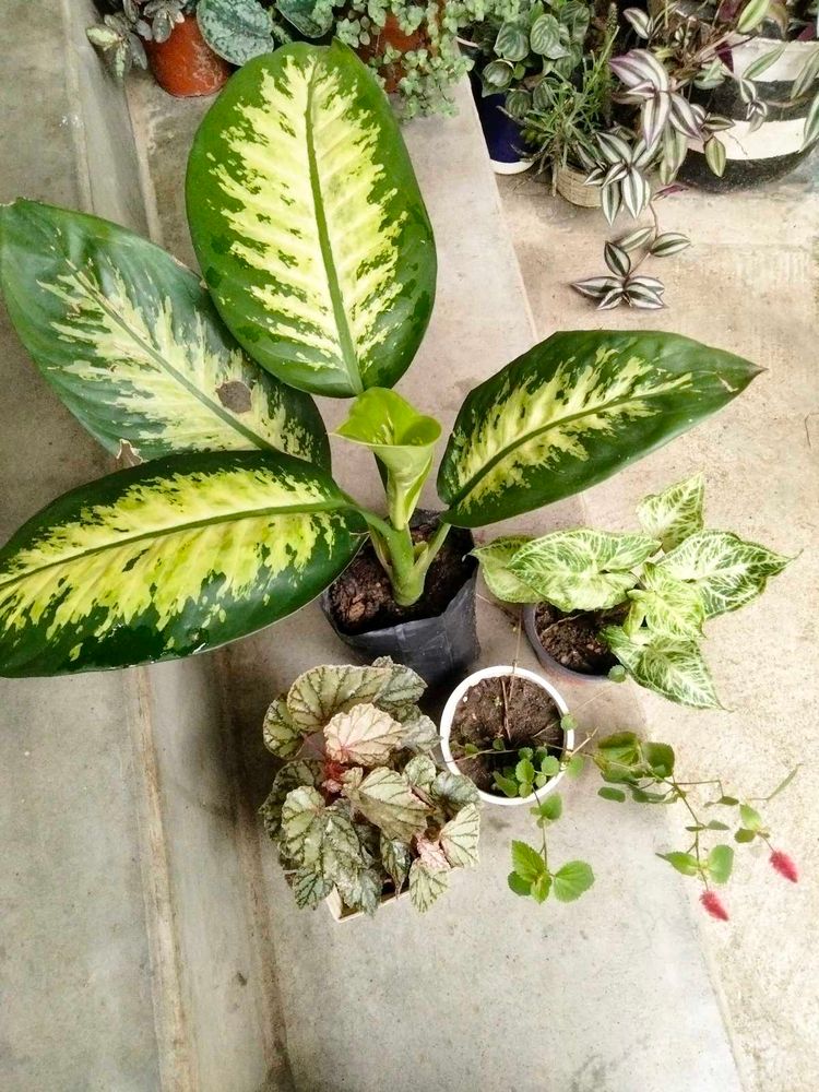 Assorted Plants