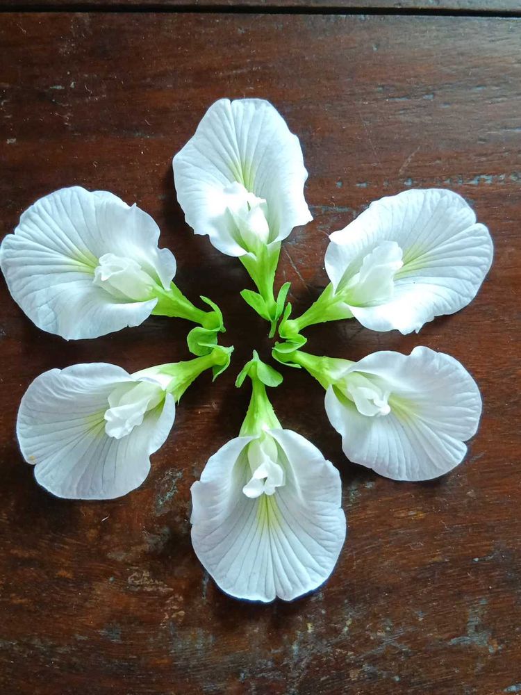 White Butterfly Pea Seeds