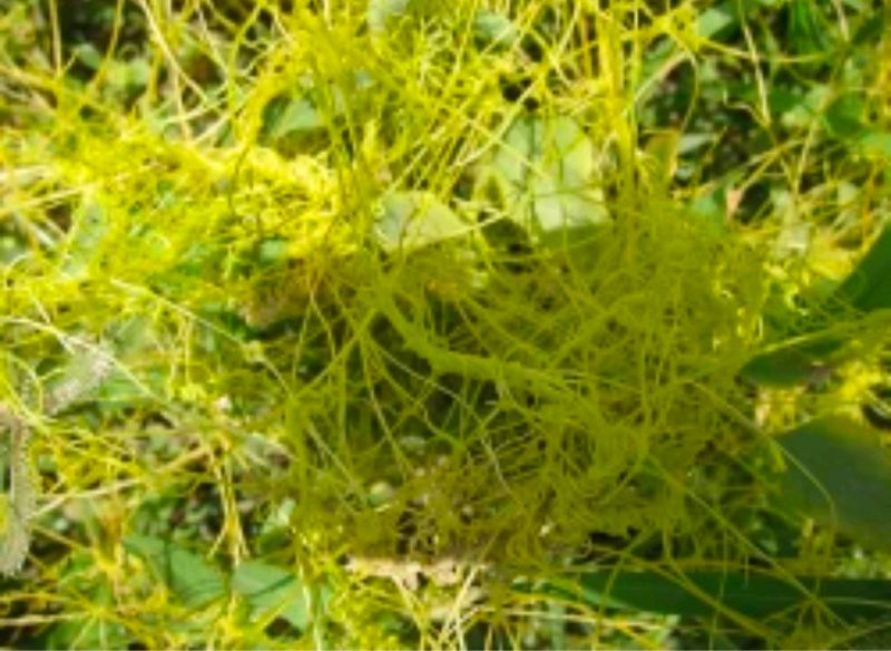Mohini Amar Bel Lata Plant